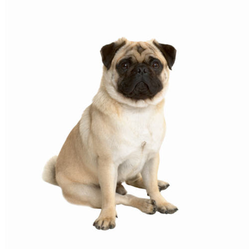 Mops