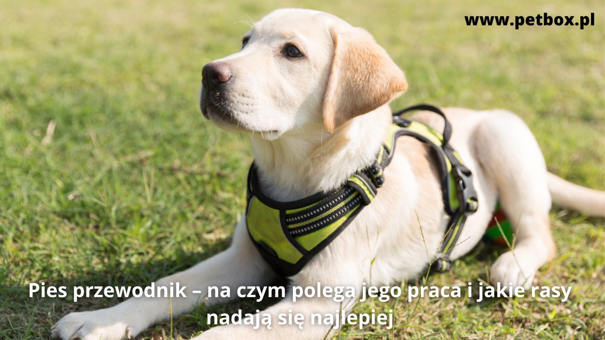 Pies przewodnik – na czym polega jego praca i jakie rasy nadają się najlepiej