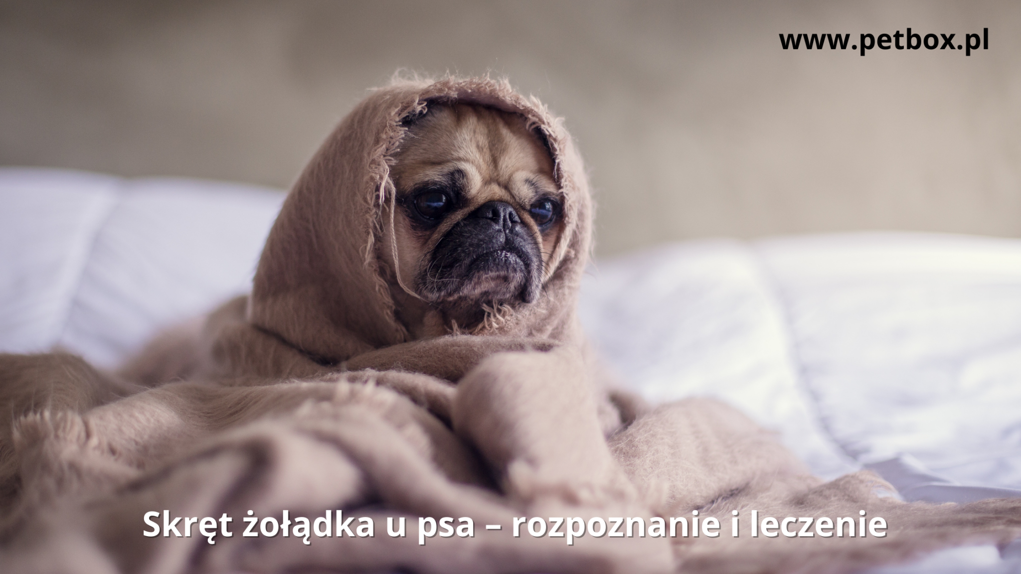 Skręt żołądka u psa – rozpoznanie i leczenie