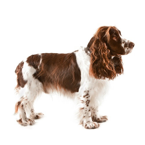 Springer spaniel angielski