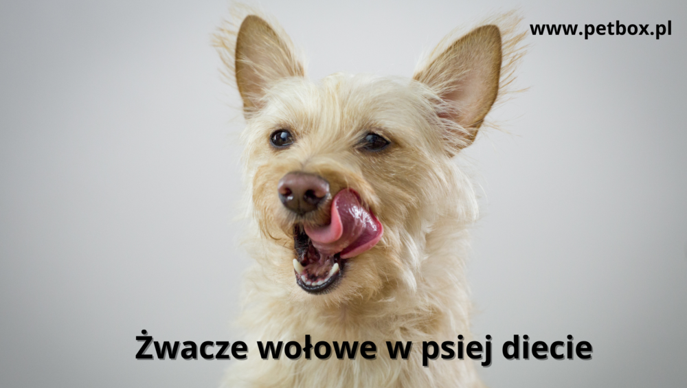 Żwacze wołowe w psiej diecie
