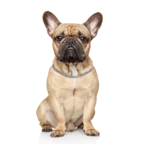 Buldog Francuski