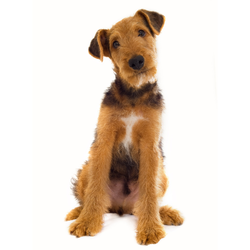 Airedale Terrier
