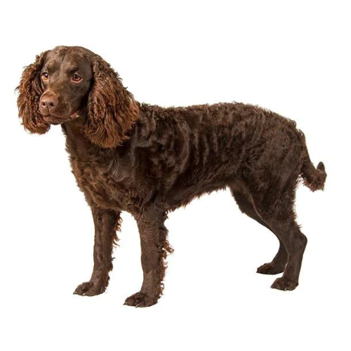 Amerykański Spaniel Wodny