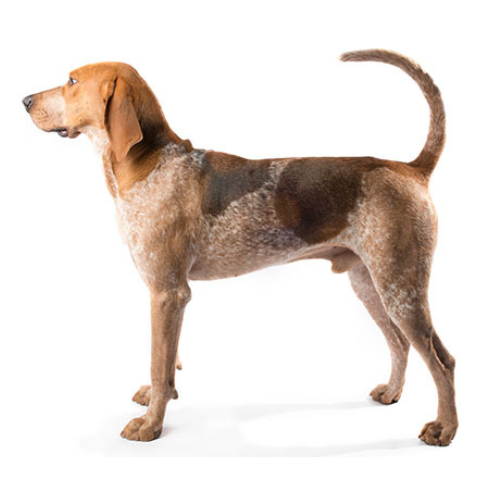 Angielski Coonhound