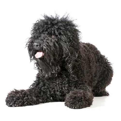 Barbet  (Francuski pies dowodny)