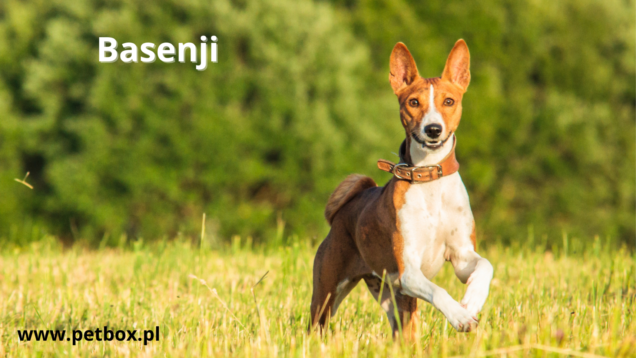 Basenji