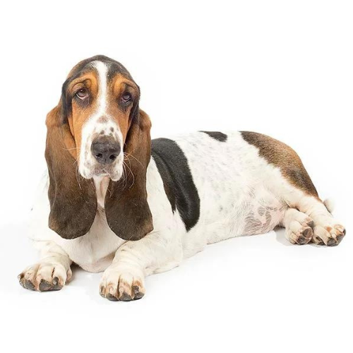 Basset Hound