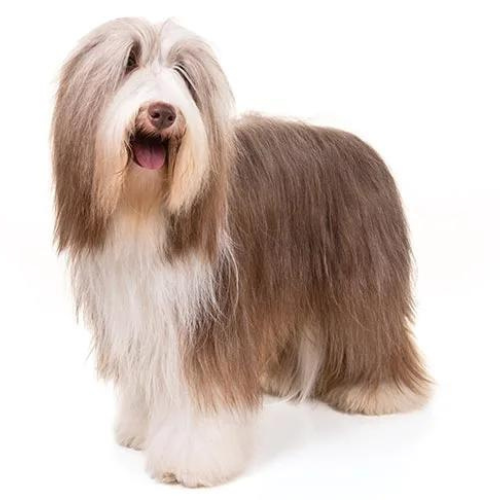 Bearded Collie