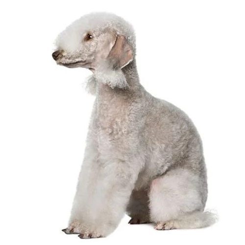 Bedlington Terrier