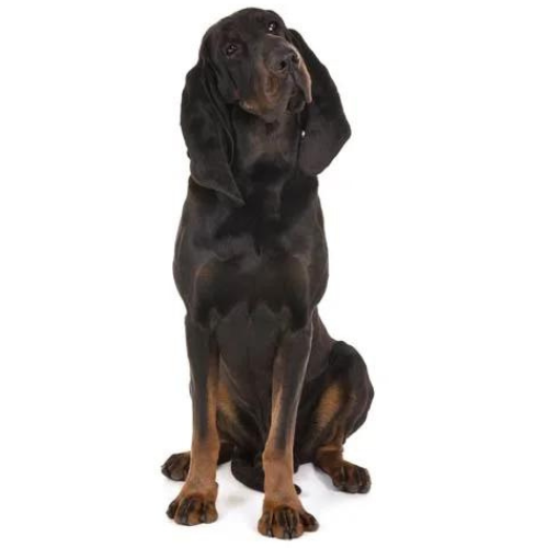 Black and Tan Coonhound
