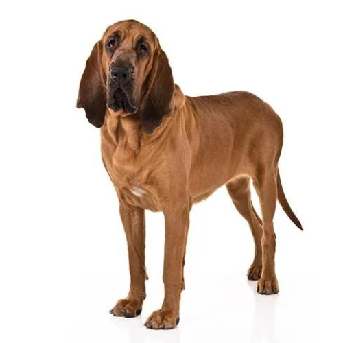 Bloodhound (Ogar)