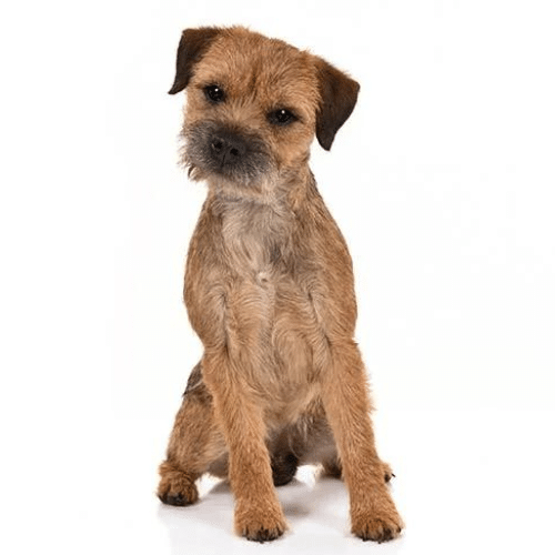 Border Terrier
