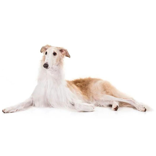 Borzoj