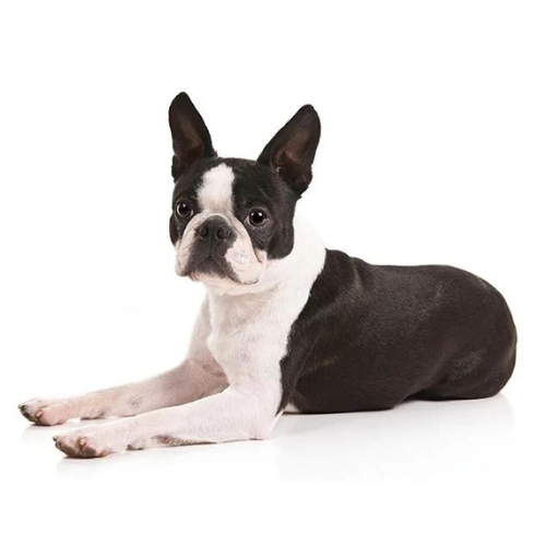 Boston Terrier
