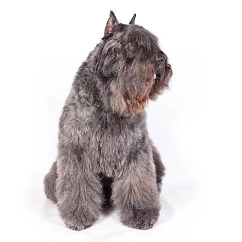 Bouvier des Flandres