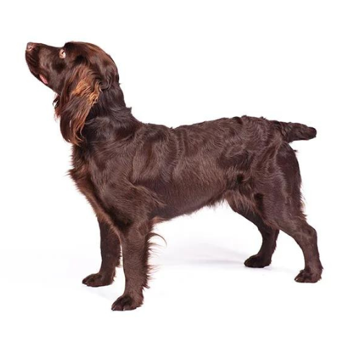 Boykin Spaniel