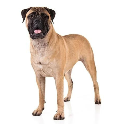 Bullmastiff