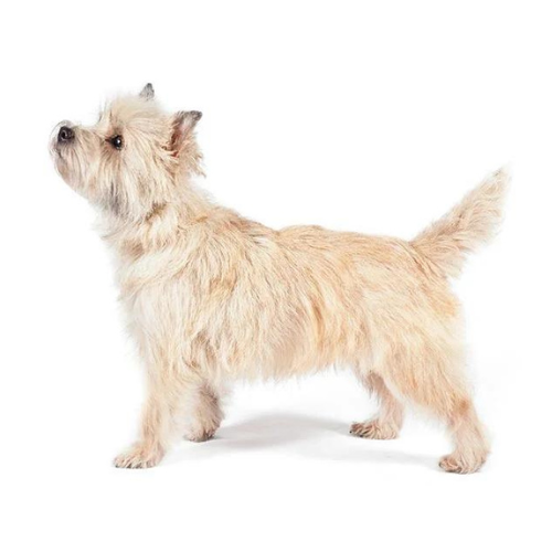Cairn Terrier
