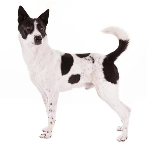 Canaan Dog