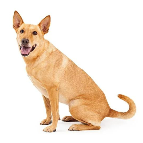 Carolina Dog