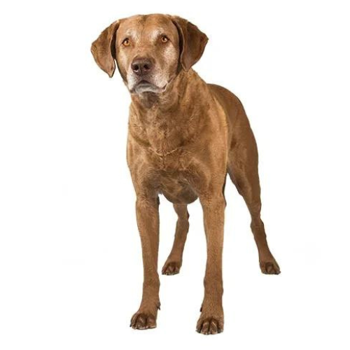 Chesapeake Bay Retriever