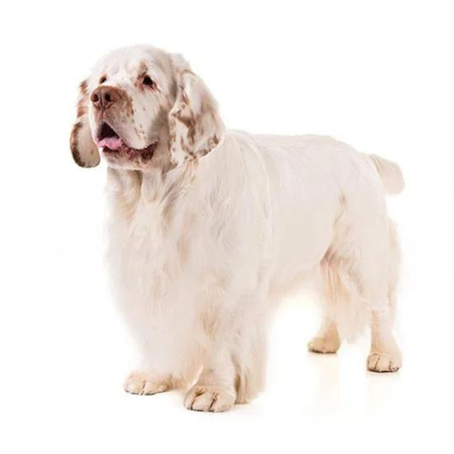 Clumber Spaniel