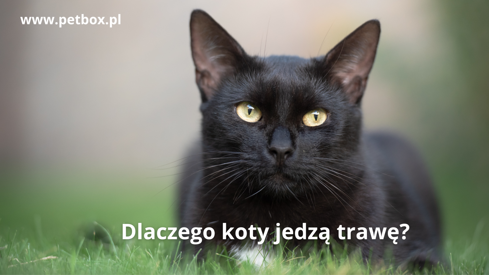 Dlaczego koty jedzą trawę?