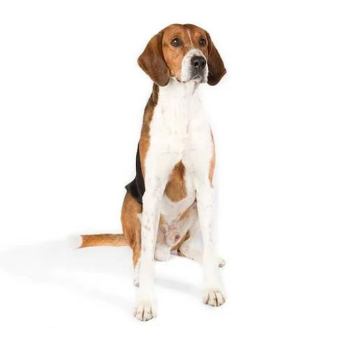 Foxhound Amerykański
