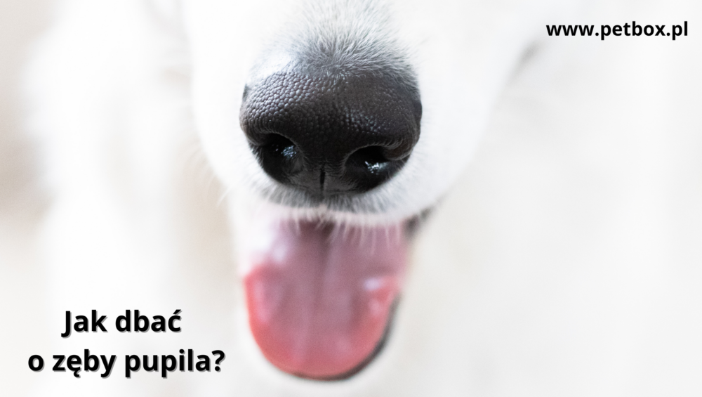 Jak dbać o zęby pupila