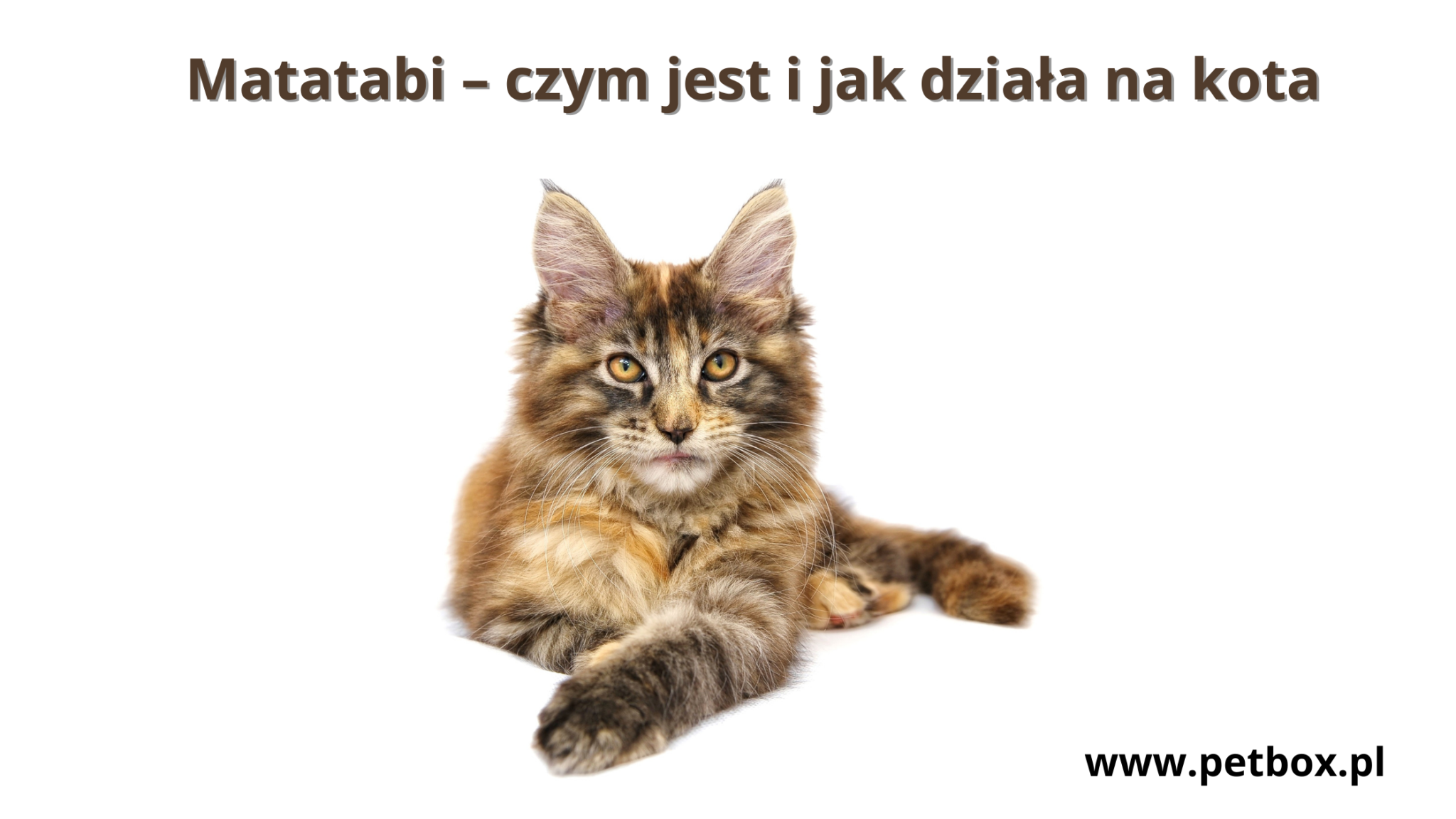 Matatabi – czym jest i jak działa na kota