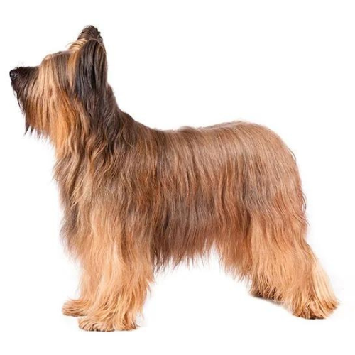 Owczarek Francuski Briard