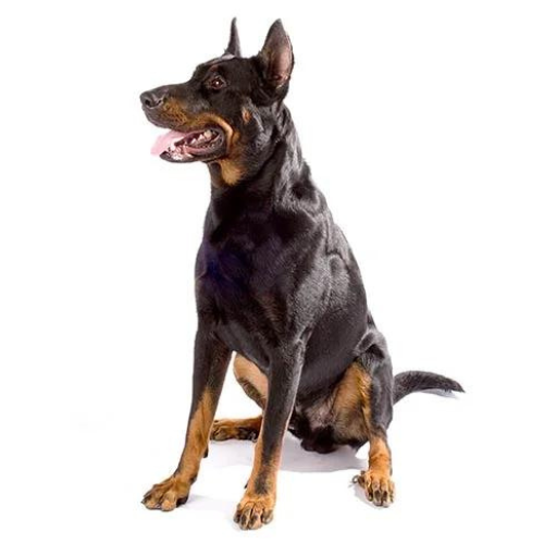 Owczarek francuski Beauceron