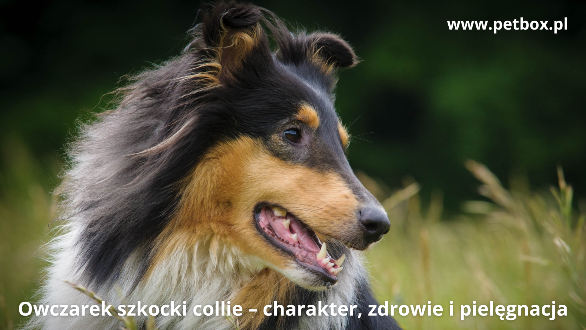 Owczarek szkocki collie – charakter, zdrowie i pielęgnacja