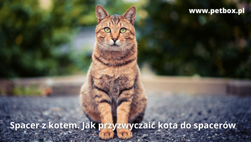 Spacer z kotem. Jak przyzwyczaić kota do spacerów