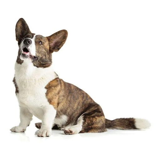 Welsh Corgi Cardigan