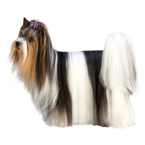 Yorkshire Terrier Biewer