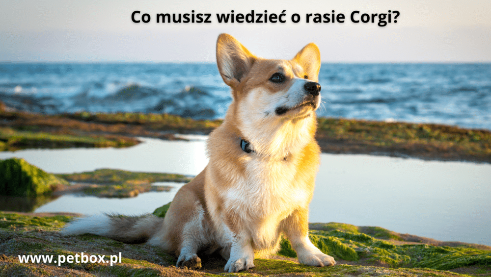 Co musisz wiedzieć o rasie Corgi
