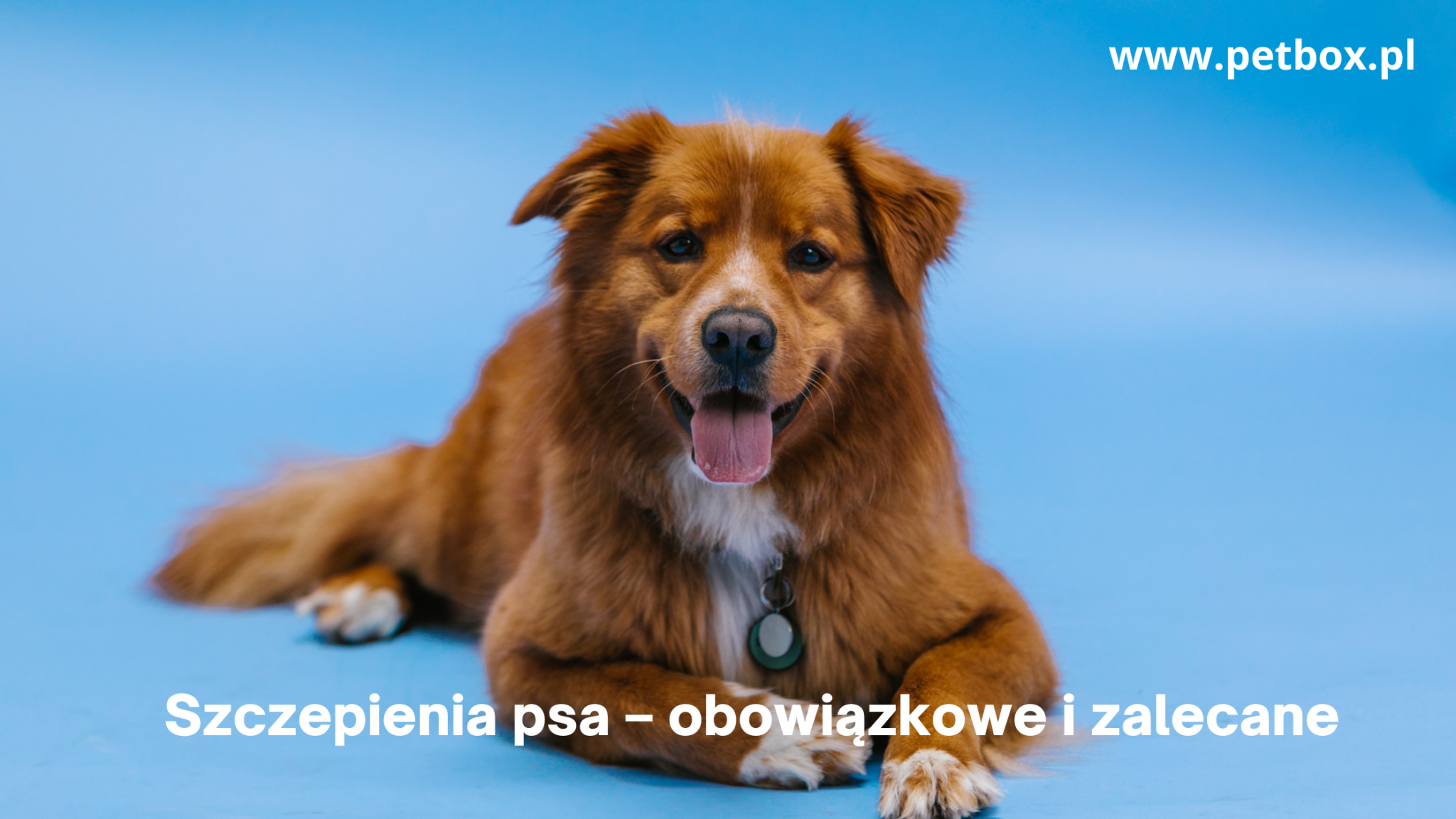 szczepienia psa