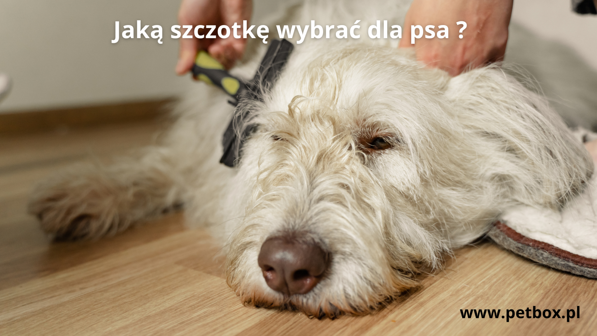 Jaką szczotkę wybrać dla psa