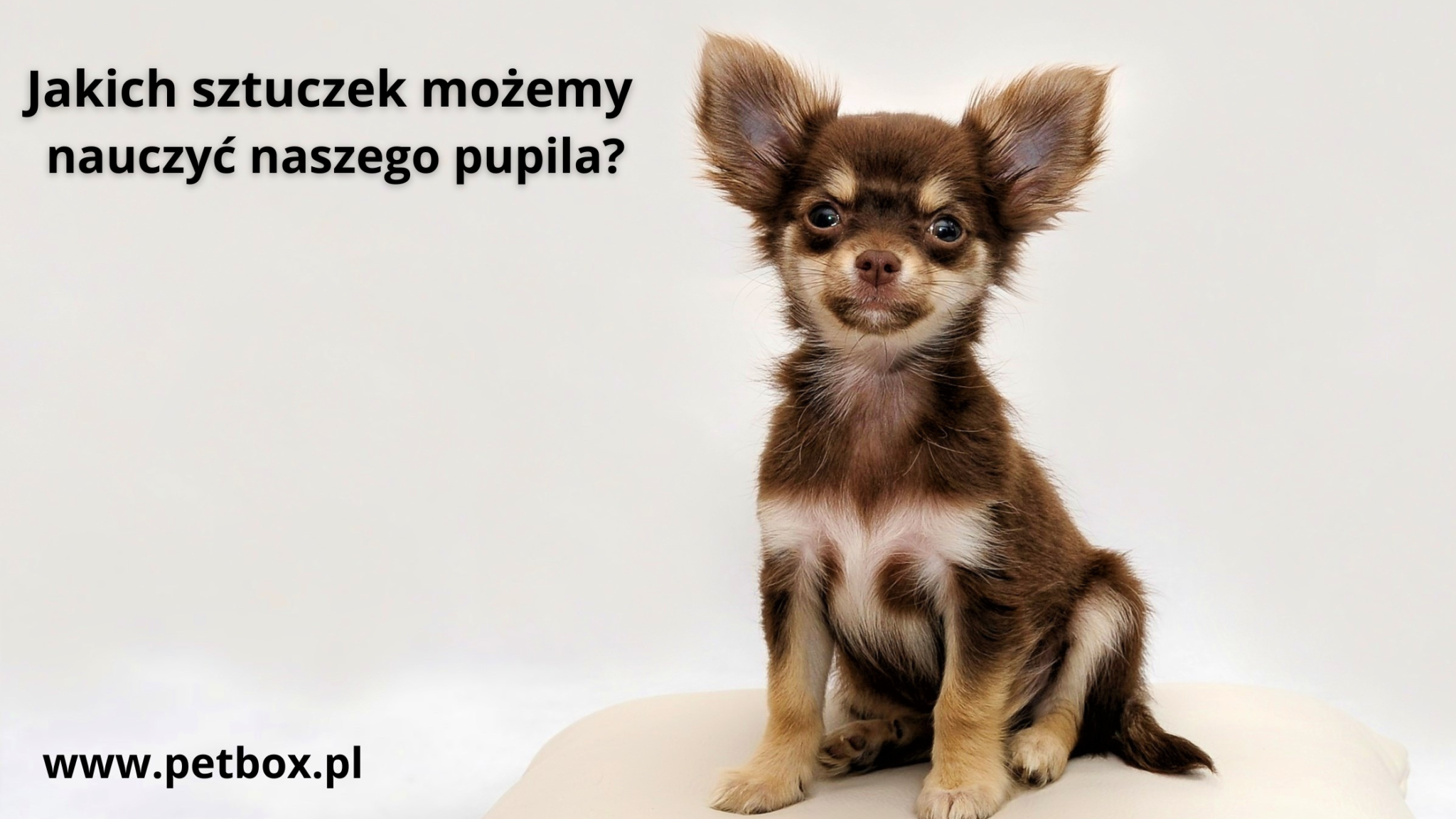 Jakich sztuczek możemy nauczyć naszego pupila