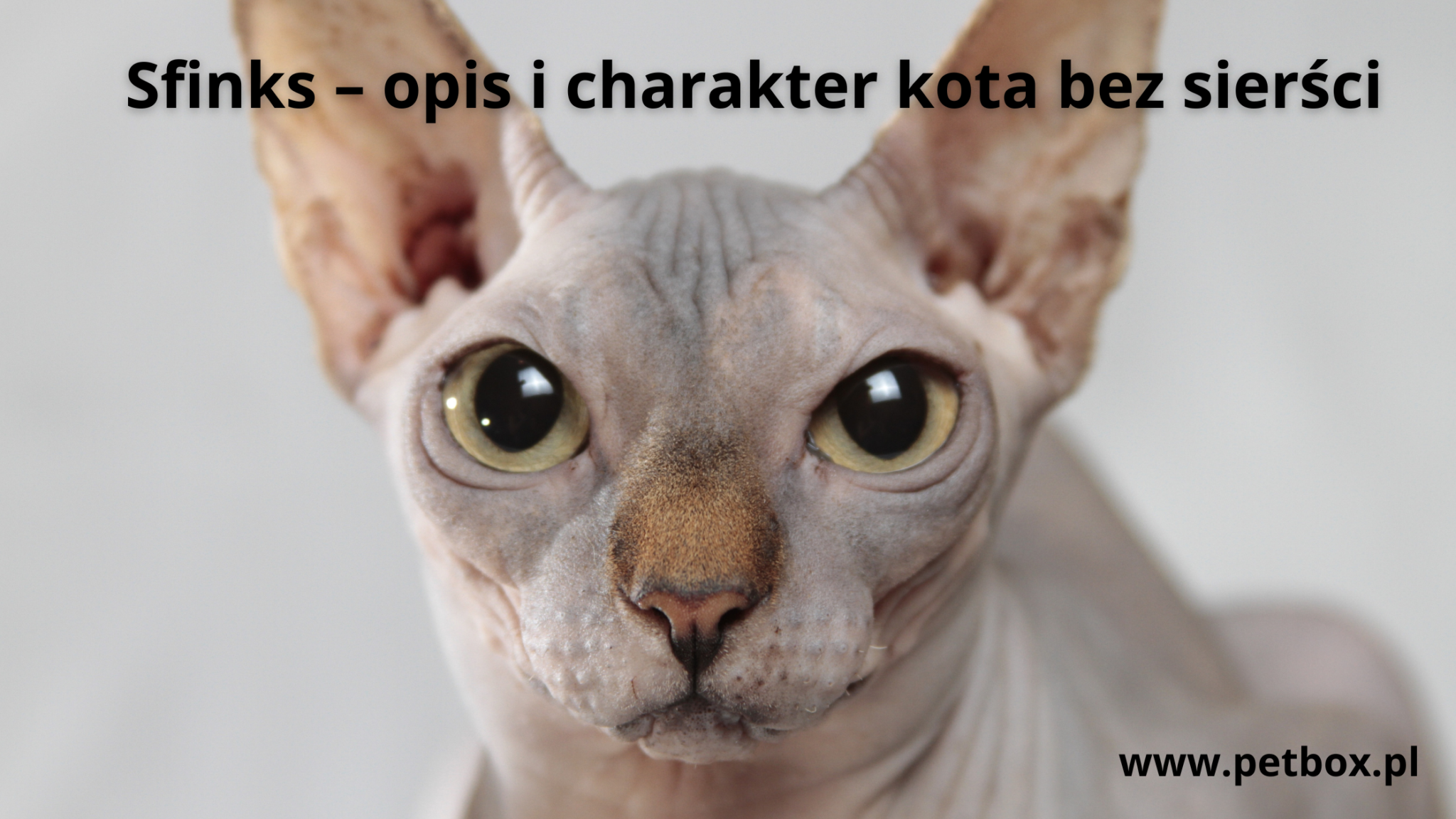 Sfinks – opis i charakter kota bez sierści