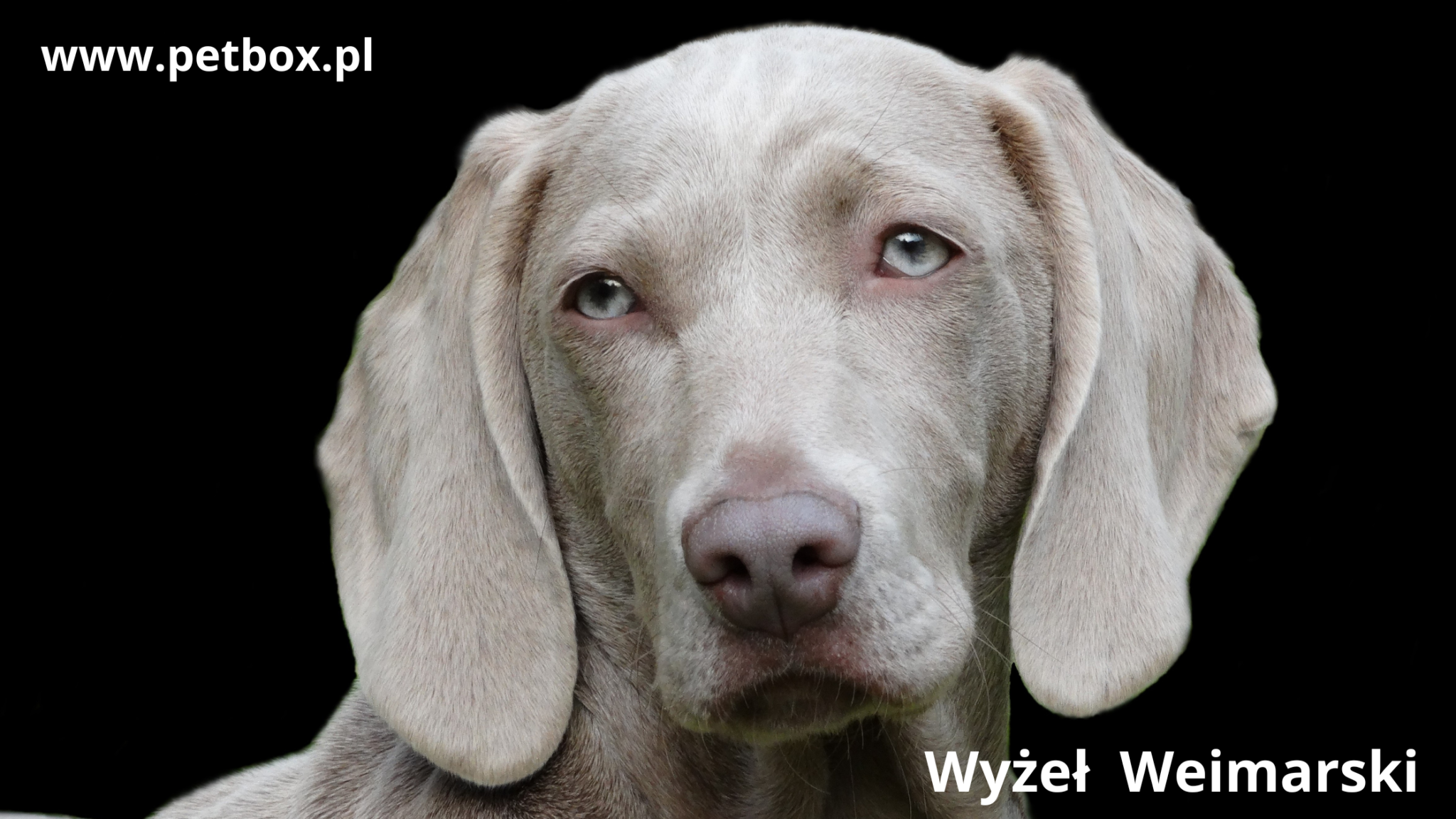 Wyżeł Weimarski