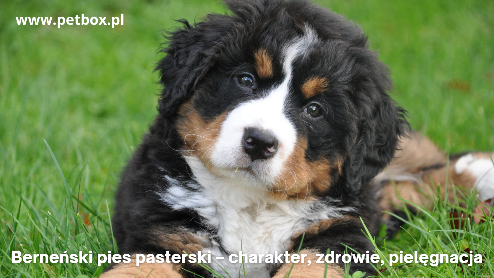 Berneński pies pasterski – charakter, zdrowie, pielęgnacja