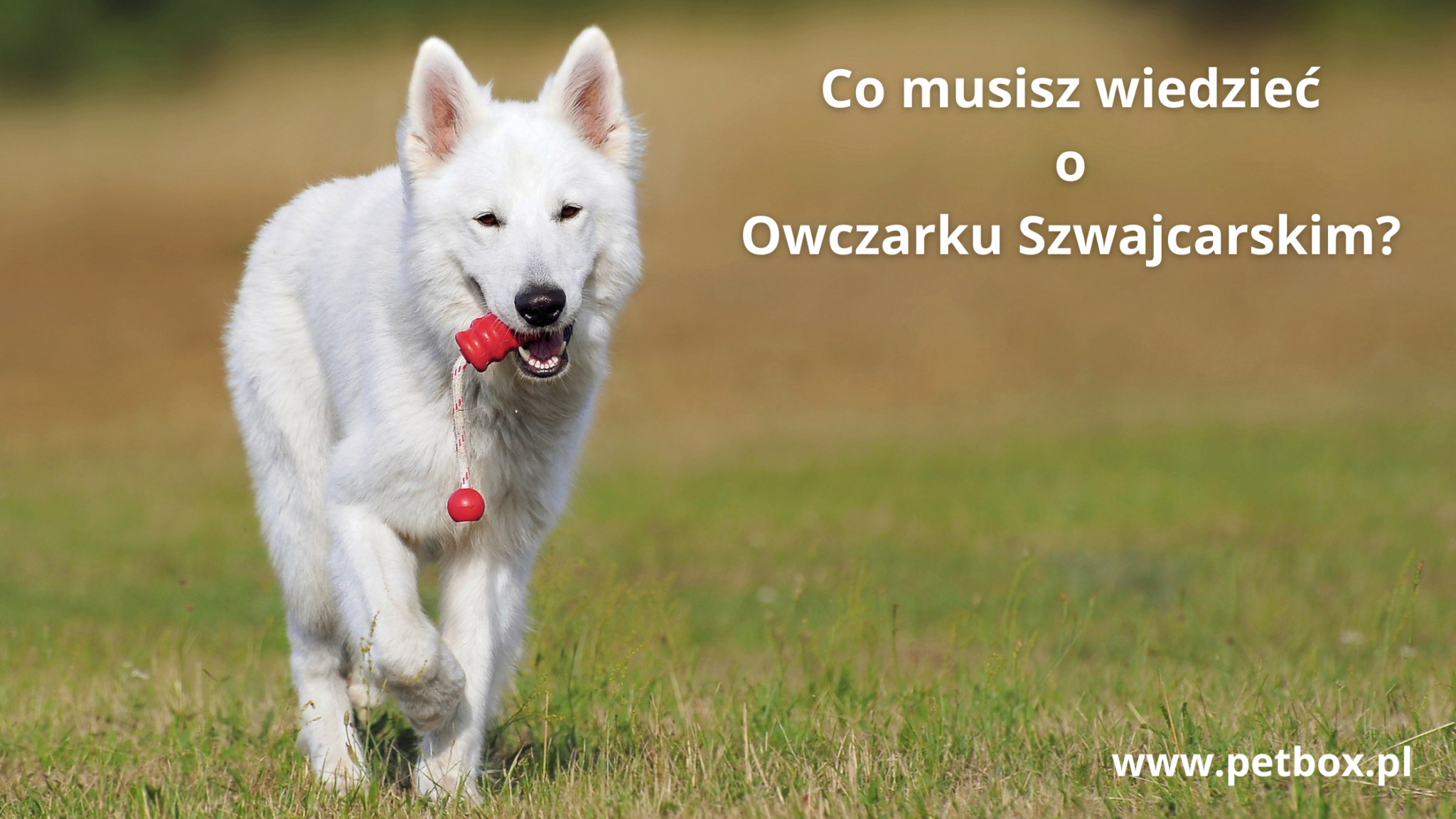 Co musisz wiedzieć o Owczarku Szwajcarskim