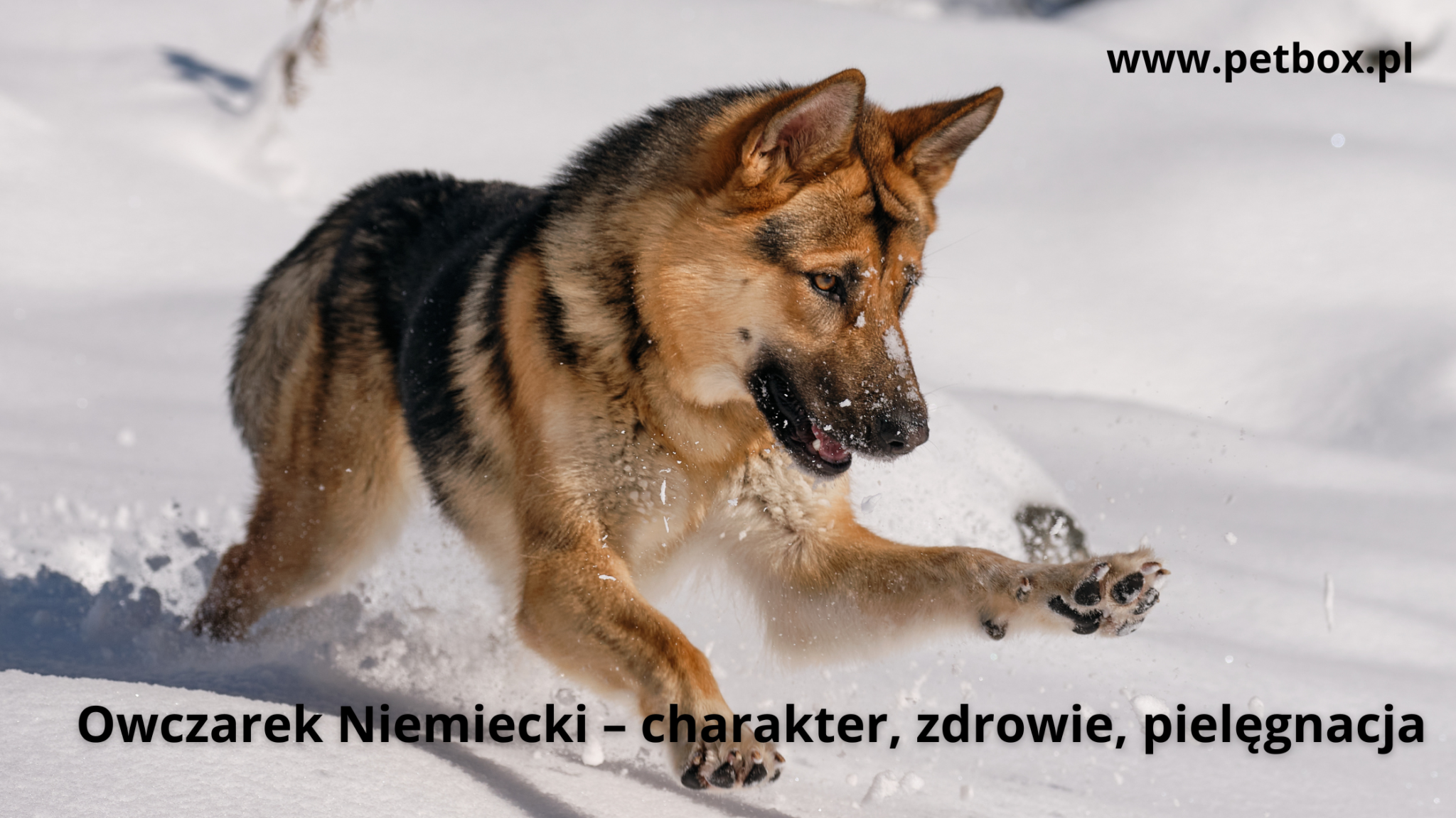 Owczarek Niemiecki – charakter, zdrowie, pielęgnacja