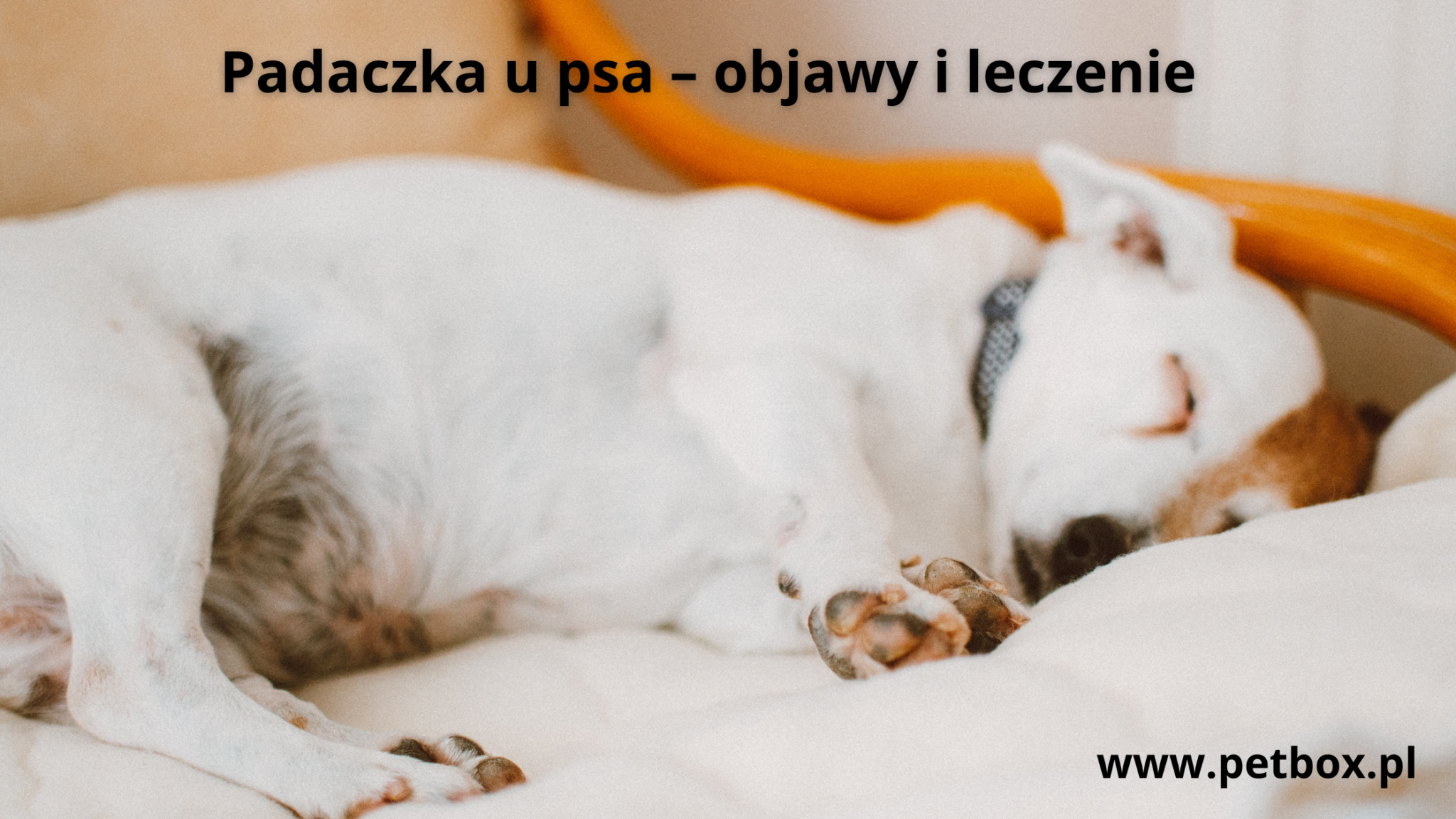 Padaczka u psa – objawy i leczenie