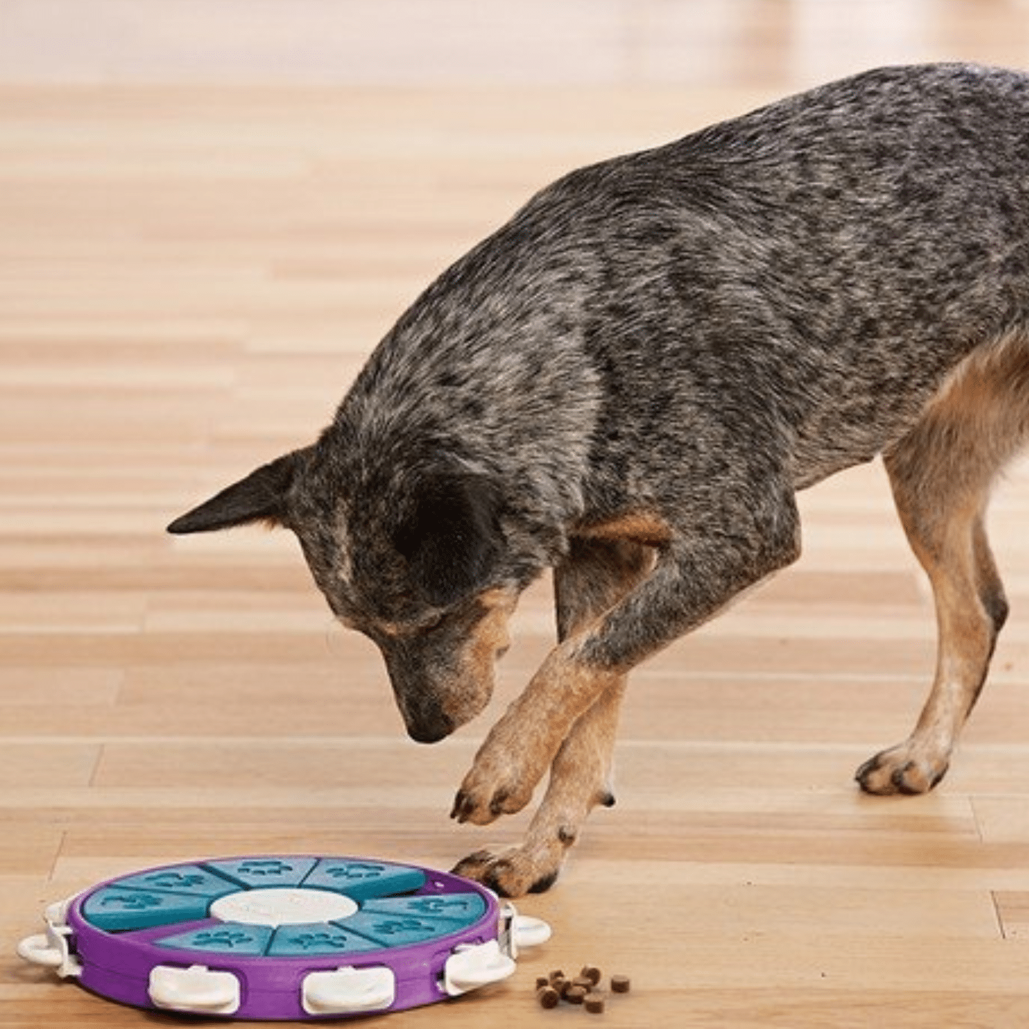 Nina Ottosson Dog Twister Level 3 Gra Logiczna - obrazek 3