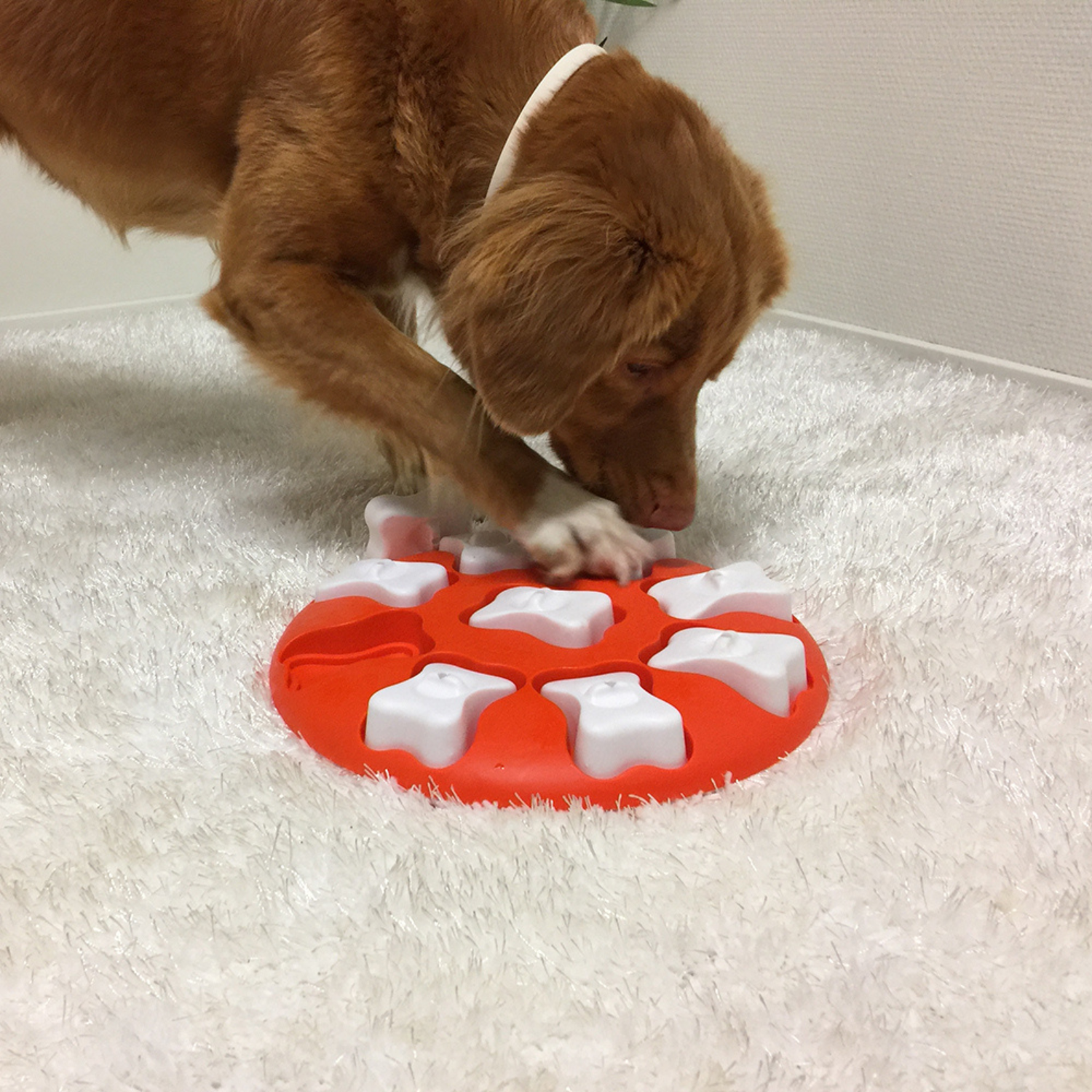 Nina Ottosson Dog Smart Gra Edukacyjna Level1 - obrazek 2