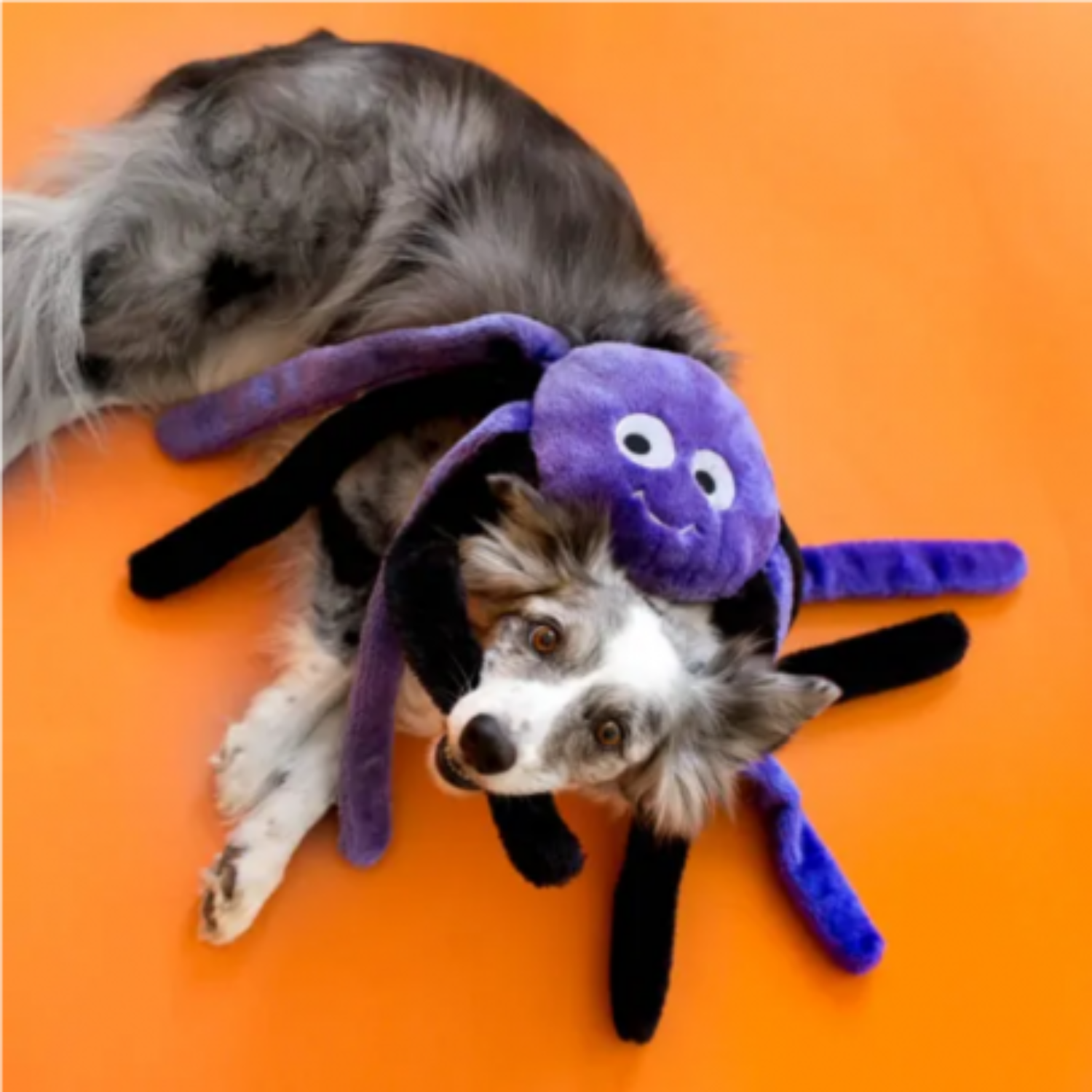 ZippyPaws Pluszowy Pająk XL Fioletowy - obrazek 2
